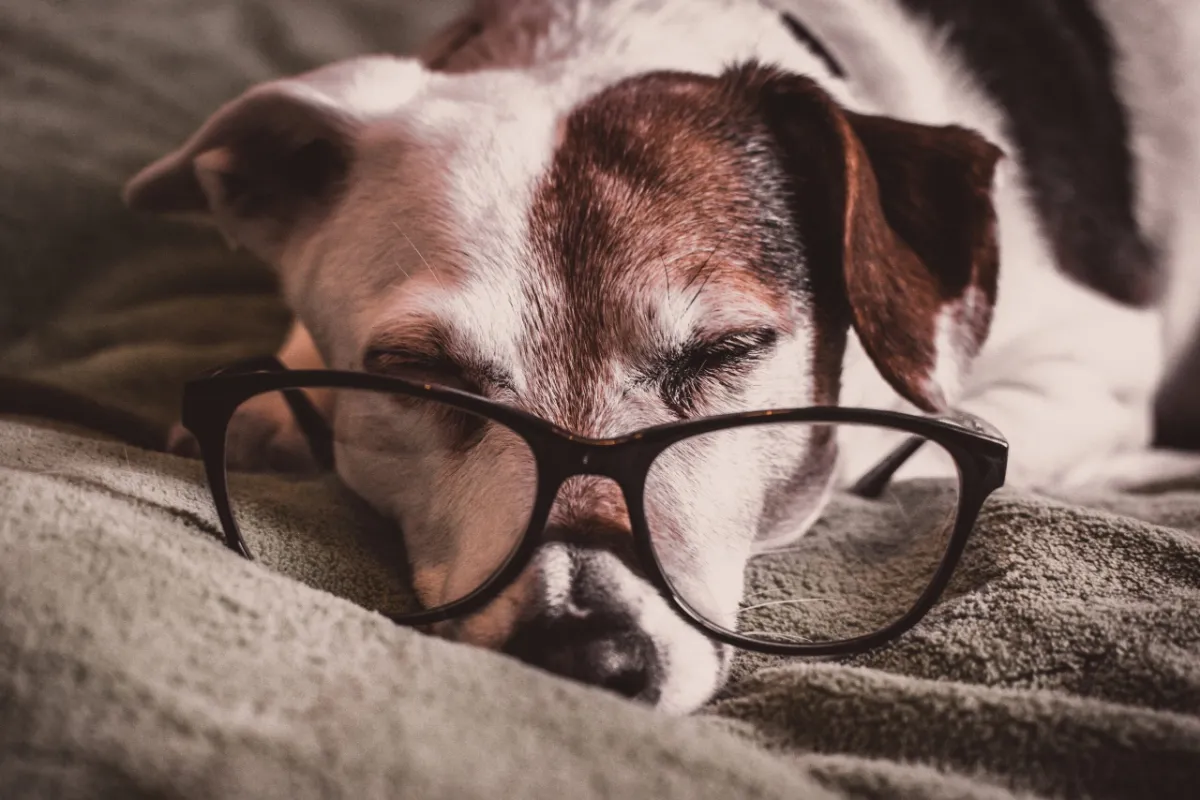 What’s The Best Vision Insurance?